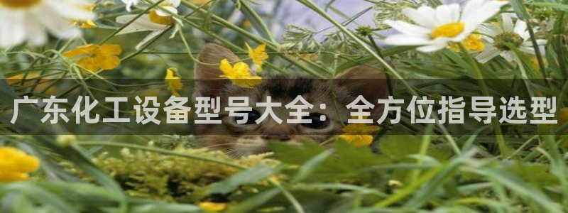 新航娱乐公司扣费流程详解表格